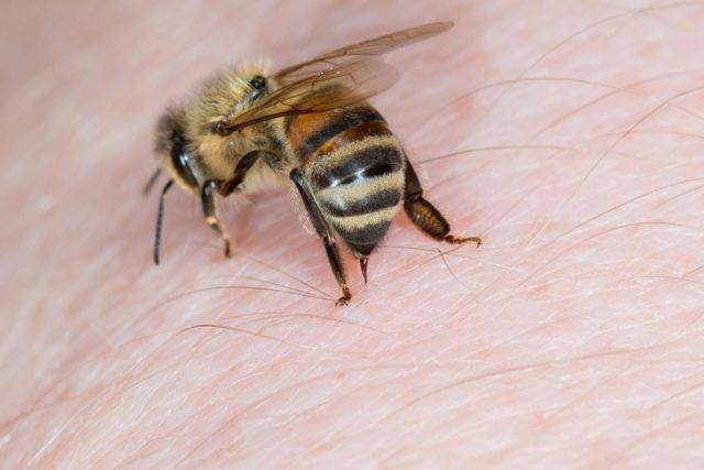 Лечение пчелами в домашних условиях