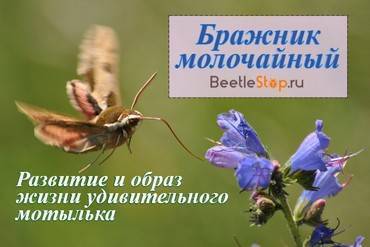 Бражник бабочка. образ жизни и среда обитания бражника