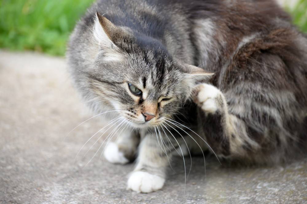 Как избавиться блох у кошки или кота в домашних условиях