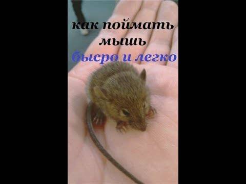 Клеевая ловушка для мышей